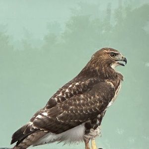 Meet your Posher, Trevor